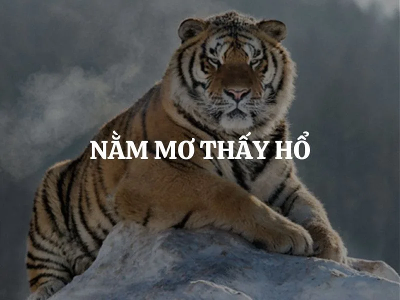 mo thay ho bao hieu diem gi giai ma y nghia tam linh va tai loc 2026
