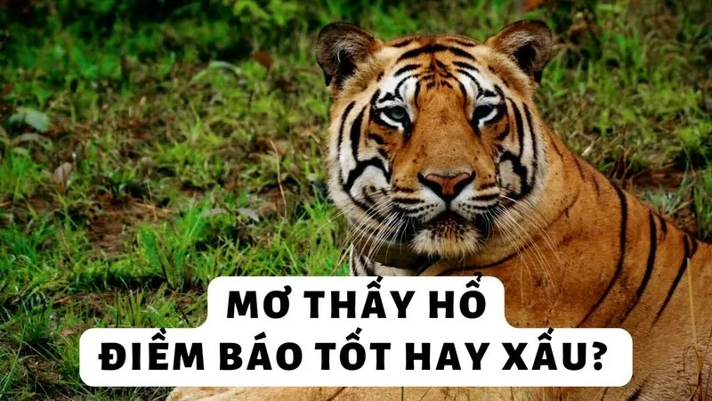 mo thay ho bao hieu diem gi giai ma y nghia tam linh va tai loc 2026