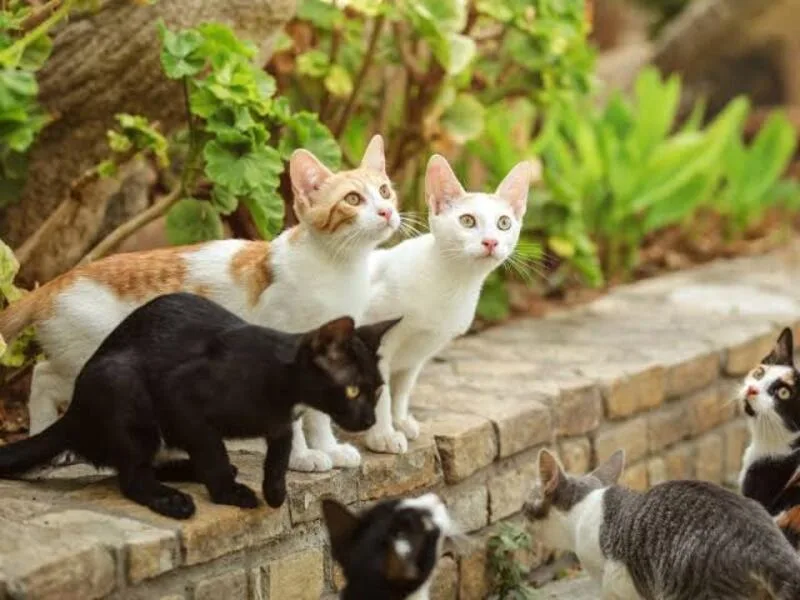 mơ thấy mèo