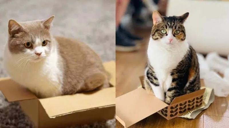mơ thấy mèo