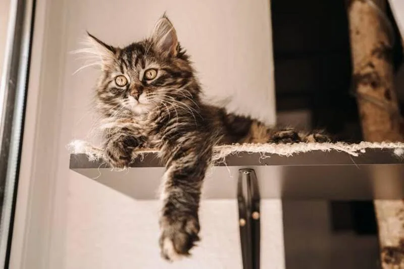 mơ thấy mèo